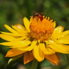 Exoneura sp. (genus) at QPRC LGA - 3 Mar 2024