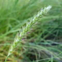 Setaria parviflora (Slender Pigeon Grass) at Yass River, NSW - 3 Mar 2024 by SenexRugosus