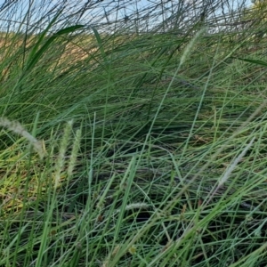Setaria parviflora at Rugosa - 3 Mar 2024