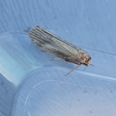 Achroa grisella (Lesser wax moth) at Yass River, NSW - 3 Mar 2024 by SenexRugosus