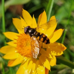 Unidentified Hover fly (Syrphidae) at Harolds Cross, NSW - 3 Mar 2024 by MatthewFrawley