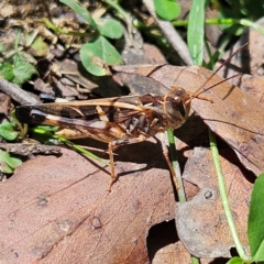 Oedaleus australis (Australian Oedaleus) at Tallaganda State Forest - 3 Mar 2024 by MatthewFrawley