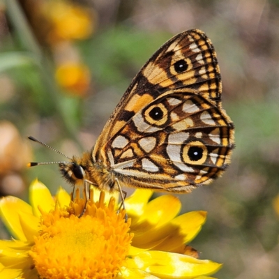 Oreixenica lathoniella (Silver Xenica) at QPRC LGA - 3 Mar 2024 by MatthewFrawley