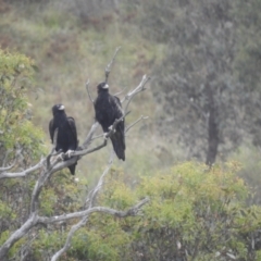 Aquila audax at Lions Youth Haven - Westwood Farm - 2 Mar 2024