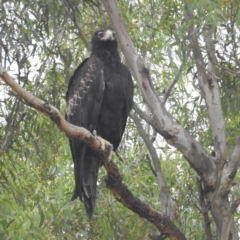 Aquila audax (Wedge-tailed Eagle) at Lions Youth Haven - Westwood Farm - 1 Mar 2024 by HelenCross