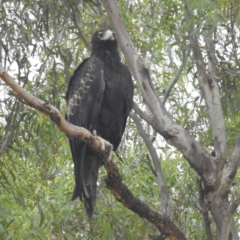 Aquila audax (Wedge-tailed Eagle) at Lions Youth Haven - Westwood Farm A.C.T. - 2 Mar 2024 by HelenCross