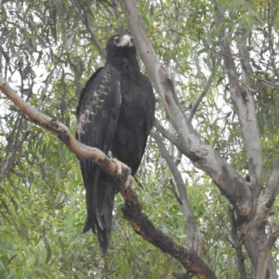 Aquila audax (Wedge-tailed Eagle) at Lions Youth Haven - Westwood Farm A.C.T. - 2 Mar 2024 by HelenCross