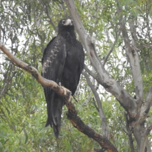 Aquila audax (Wedge-tailed Eagle) at Lions Youth Haven - Westwood Farm by HelenCross