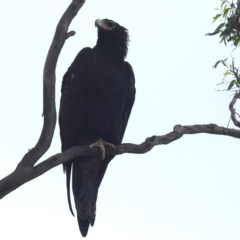 Aquila audax at Lions Youth Haven - Westwood Farm A.C.T. - 2 Mar 2024 10:14 AM