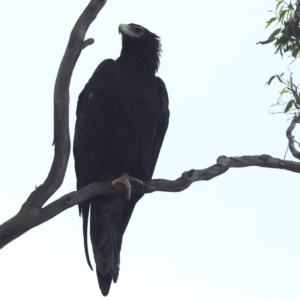 Aquila audax at Lions Youth Haven - Westwood Farm A.C.T. - 2 Mar 2024