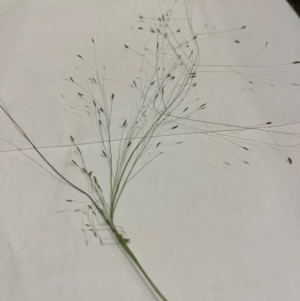 Eragrostis curvula at Watson, ACT - suppressed