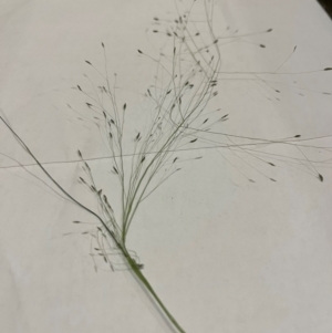 Eragrostis curvula at Watson, ACT - 3 Mar 2024