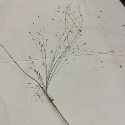 Eragrostis curvula (African Lovegrass) at Watson, ACT - 3 Mar 2024 by sbelardi