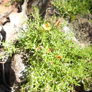 Pultenaea microphylla at Bungonia National Park - 3 Mar 2024 11:10 AM