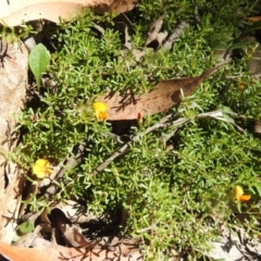 Pultenaea microphylla at Bungonia National Park - 3 Mar 2024