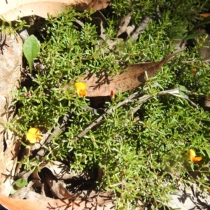 Pultenaea microphylla at Bungonia National Park - 3 Mar 2024 11:10 AM