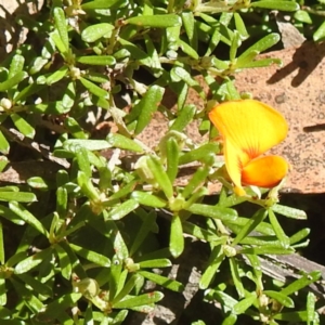 Pultenaea microphylla at Bungonia National Park - 3 Mar 2024 11:10 AM