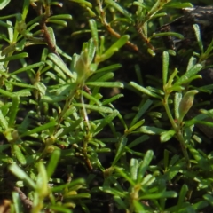 Pultenaea microphylla at Bungonia National Park - 3 Mar 2024