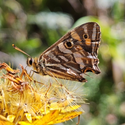 Oreixenica kershawi (Striped Xenica) at QPRC LGA - 3 Mar 2024 by MatthewFrawley