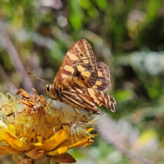 Oreixenica kershawi at Tallaganda State Forest - 3 Mar 2024