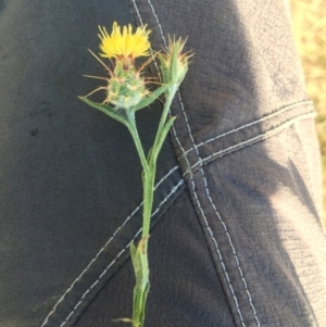 Centaurea melitensis at Mount Majura - 3 Mar 2024