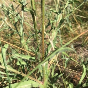 Centaurea melitensis at Mount Majura - 3 Mar 2024 04:48 PM