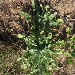 Centaurea melitensis at Mount Majura - 3 Mar 2024