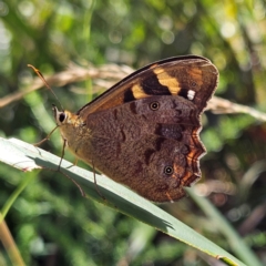 Heteronympha banksii (Banks' Brown) at Tallaganda State Forest - 3 Mar 2024 by MatthewFrawley