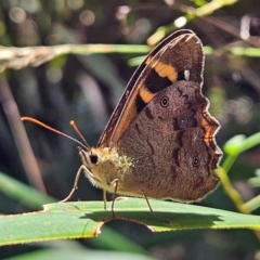 Heteronympha banksii at QPRC LGA - 3 Mar 2024