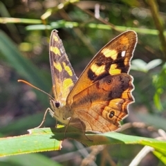 Heteronympha banksii at QPRC LGA - suppressed