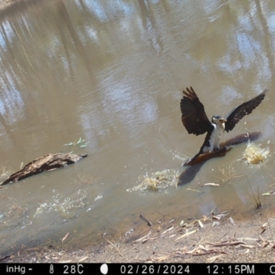 Microcarbo melanoleucos (Little Pied Cormorant) at Fentons Creek, VIC - 26 Feb 2024 by KL