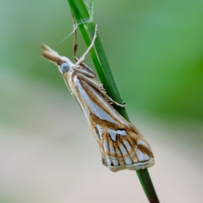Hednota pleniferellus (A Grass moth) at Broulee Moruya Nature Observation Area - 3 Mar 2024 by LisaH