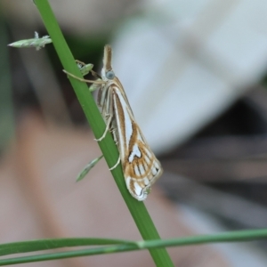 Hednota pleniferellus at Moruya, NSW - suppressed