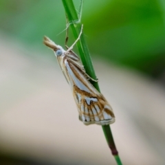 Hednota pleniferellus at Moruya, NSW - suppressed