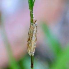 Hednota pleniferellus at Moruya, NSW - 3 Mar 2024