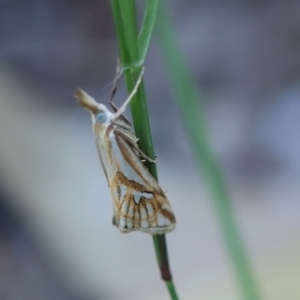 Hednota pleniferellus at Moruya, NSW - suppressed