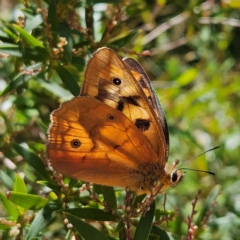 Heteronympha penelope (Shouldered Brown) at QPRC LGA - 3 Mar 2024 by MatthewFrawley