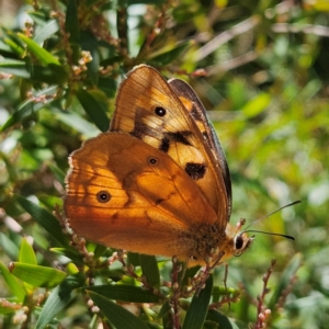 Heteronympha penelope at QPRC LGA - 3 Mar 2024