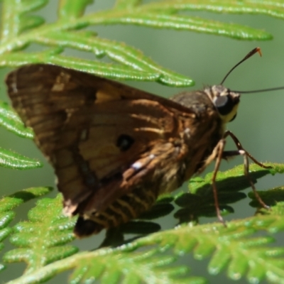 Trapezites symmomus (Splendid Ochre) at Broulee Moruya Nature Observation Area - 3 Mar 2024 by LisaH