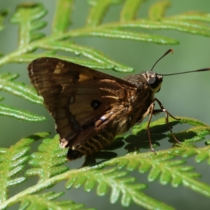 Trapezites symmomus at Moruya, NSW - suppressed