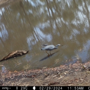Egretta novaehollandiae at Suttons Dam - suppressed