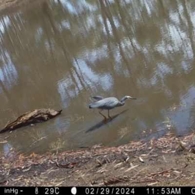 Egretta novaehollandiae (White-faced Heron) at Fentons Creek, VIC - 29 Feb 2024 by KL