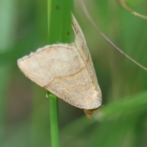 Meranda susialis at Moruya, NSW - suppressed