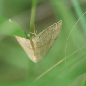Meranda susialis at Moruya, NSW - suppressed