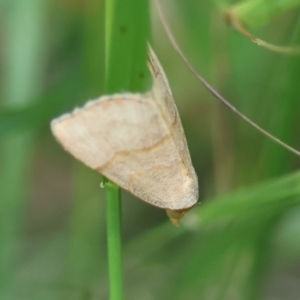 Meranda susialis at Moruya, NSW - suppressed