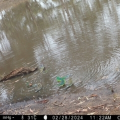 Psephotus haematonotus (Red-rumped Parrot) at Fentons Creek, VIC - 28 Feb 2024 by KL