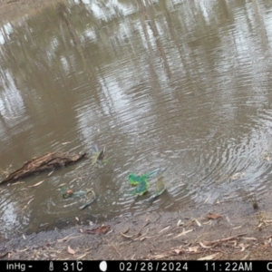 Psephotus haematonotus at Suttons Dam - 28 Feb 2024