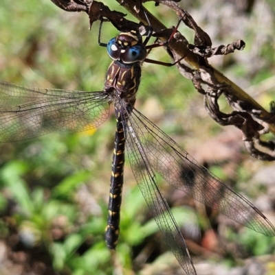 Austroaeschna multipunctata (Multi-spotted Darner) at Harolds Cross, NSW - 3 Mar 2024 by MatthewFrawley