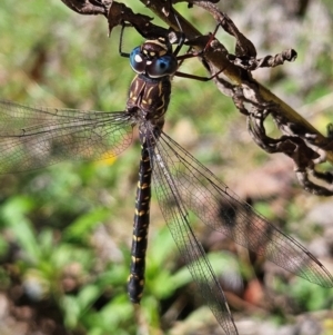 Unidentified Dragonfly (Anisoptera) at suppressed by MatthewFrawley