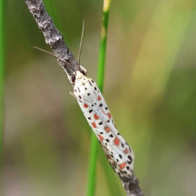 Utetheisa pulchelloides (Heliotrope Moth) at Broulee Moruya Nature Observation Area - 3 Mar 2024 by LisaH